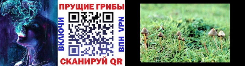 Псилоцибиновые грибы ЛСД  наркота  кракен ТОР  Горно-Алтайск 